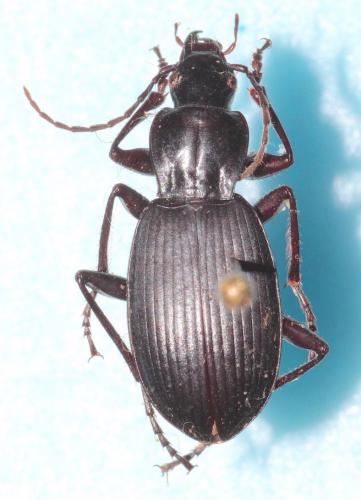 Réf. 271 729 : Laemostenus oblongus